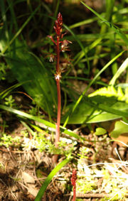 2008-03-31_36 Spotted Coralroot Orchid Cropped TN.jpg - 40866 Bytes